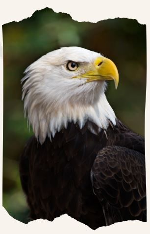 Odoo text and image block